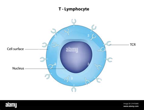 Schéma znázorňujúca lymfocyt v lymfatickej uzline bojujúci proti baktériám