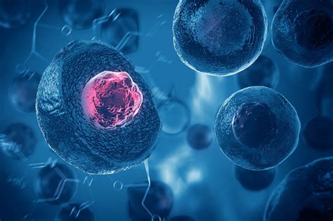 Schéma porovnávajúca embryonálne a dospelé kmeňové bunky.