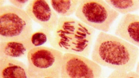 Vizualizácia štruktúry peptidov a ich pôsobenie na kožné bunky.