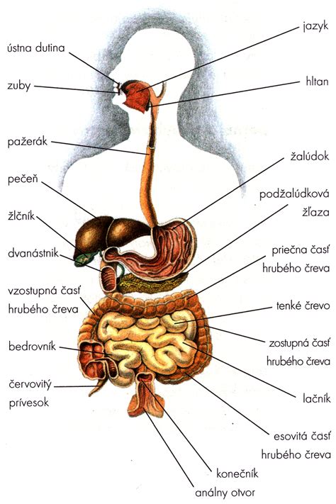 Schéma zobrazujúca upchatý pór s mazom, kožnými bunkami a baktériami.