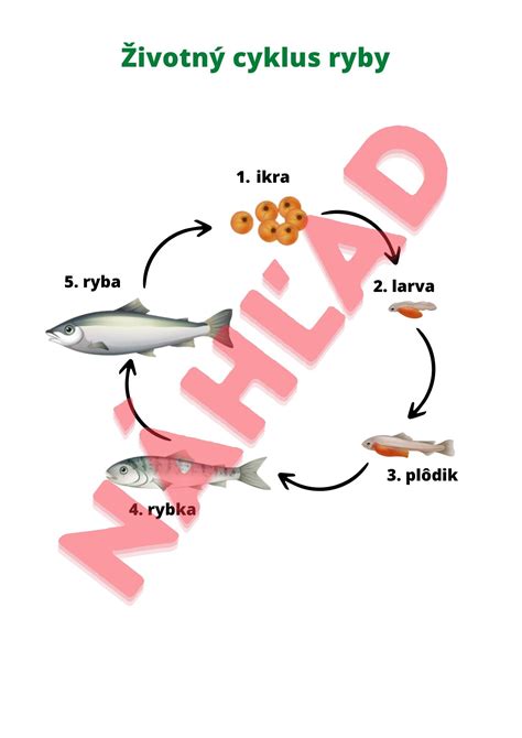 Ilustrácia znázorňujúca životný cyklus kliešťa a jeho prenos baktérií.