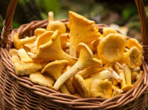 infografika znázorňujúca rôzne druhy húb, proti ktorým pôsobí flutrimazol