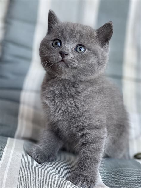 Mačka s viditeľnými príznakmi svrbenia a kožnými léziami