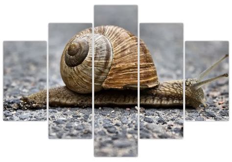 Ilustračná fotografia slimáka na prírodnom pozadí