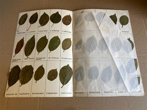 Ilustračná fotografia zloženia Weleda Brezového sprchového peelingu s dôrazom na brezové listy a ovocné výťažky