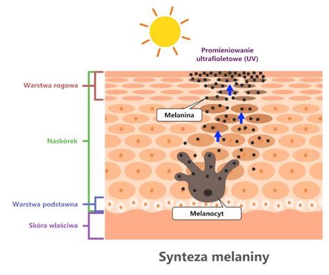 Infografika znázorňujúca melanocyty a proces tvorby melanínu.