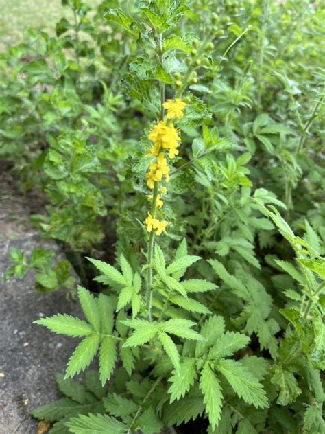 Ilustračná fotografia rastliny repík lekársky