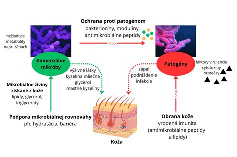 Ilustrácia porovnania hrúbky pokožky novorodenca a dospelého
