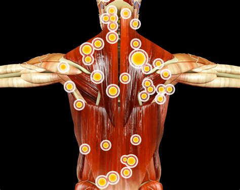 Vizualizácia vnútorného prekrvenia tvárových svalov po bukálnej masáži.