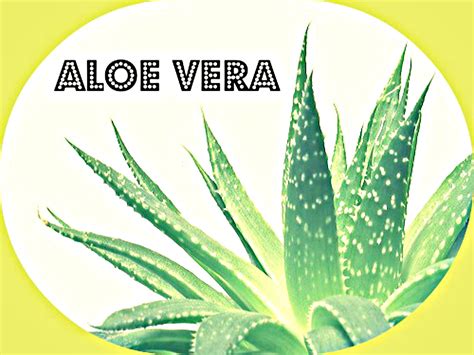 Koláž z obrázkov prírodných zložiek ako aloe vera, jojobový olej a burákový olej.