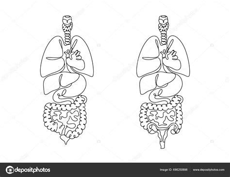 Anatomická kresba ženského a mužského genitálu s vyznačenými možnými miestami výskytu genitálnych bradavíc.