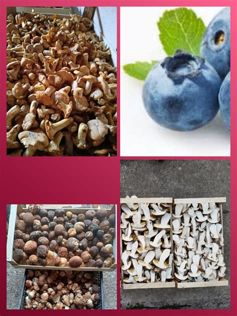 Misa plná čerstvých lesných plodov.