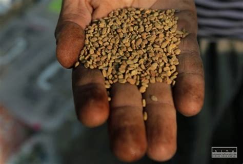 Ilustračná fotografia semien ricínu obyčajného