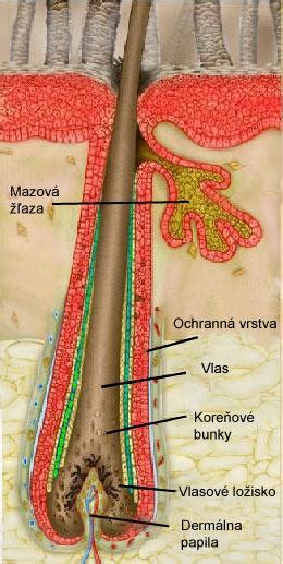 Štruktúra vlasového folikulu a pokožky hlavy