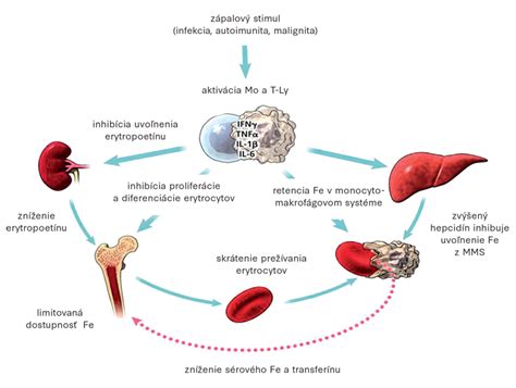 Infografika zobrazujúca proces diagnostiky kožných ochorení