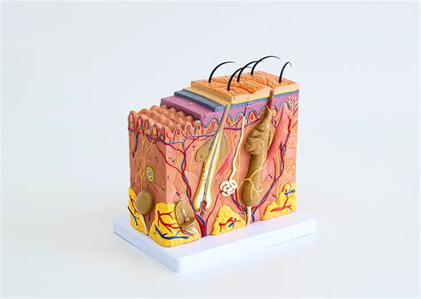 Ilustrácia štruktúry ľudskej kože s vyznačenými pórmi a mazovými žľazami.