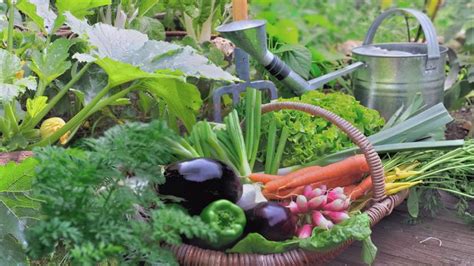 Záhrada s čerstvou zeleninou a ovocím