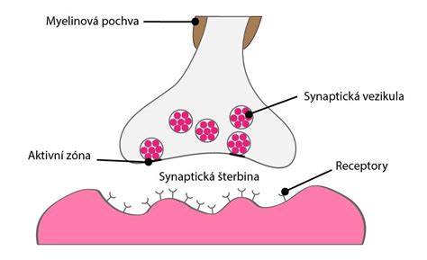 Ilustračná schéma mechanizmu účinku botulotoxínu na nervovosvalový prenos