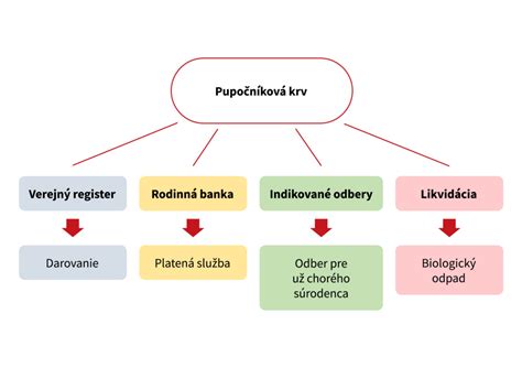 Schéma vývoja kmeňových buniek