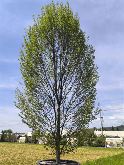 strom hrab s hustou korunou