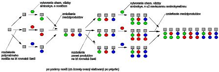 Schéma pôsobenia rôznych typov peptidov na štruktúru pleti