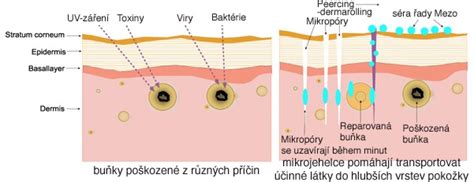 infografika zobrazujúca proces exfoliácie a obnovy pokožky