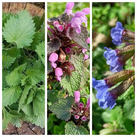 Ilustračná fotografia prírodných zložiek ako sú bobule morušky, kvety nevädze a bylinky.
