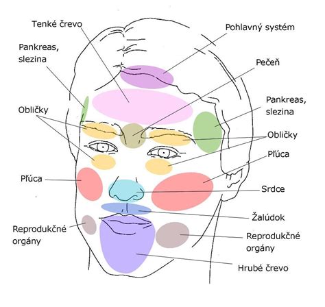 Ilustrácia znázorňujúca techniku kontúrovania tváre s vyznačením oblastí na nanášanie svetlého a tmavého make-upu.