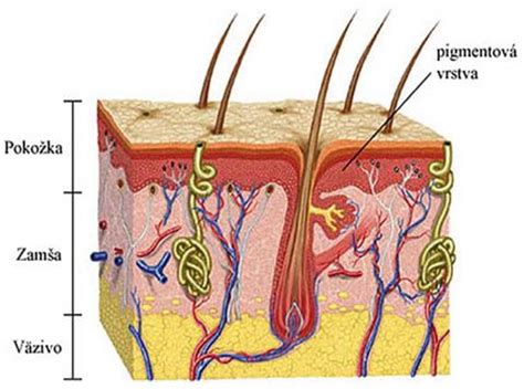 Schematický prierez kožou zobrazujúci pokožku, zamšu s cievami a nervami a podkožné väzivo.