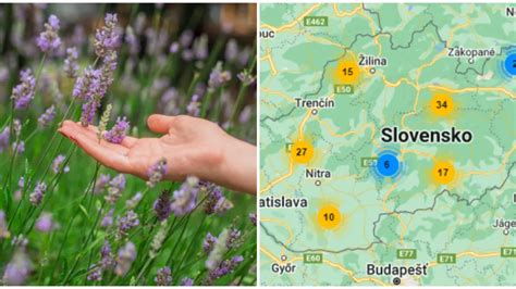 Ilustračná fotografia rastliny kosmatcovník