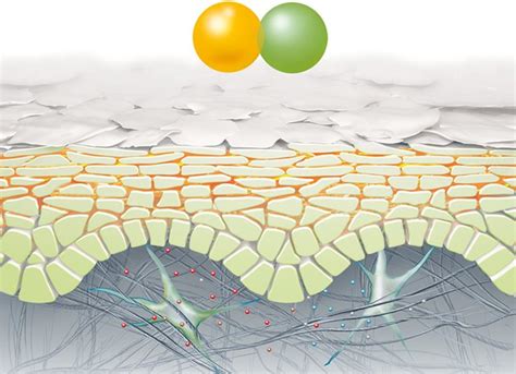 Ilustrácia porušenej kožnej bariéry pri atopickej dermatitíde