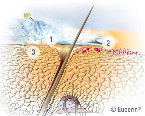 Štruktúra pokožky a jej bariérová funkcia