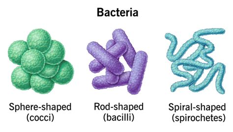 schéma pôsobenia antibiotík na baktérie