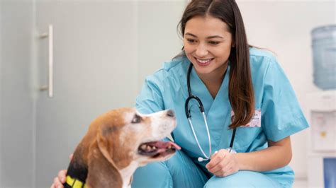 Veterinár vykonávajúci biopsiu