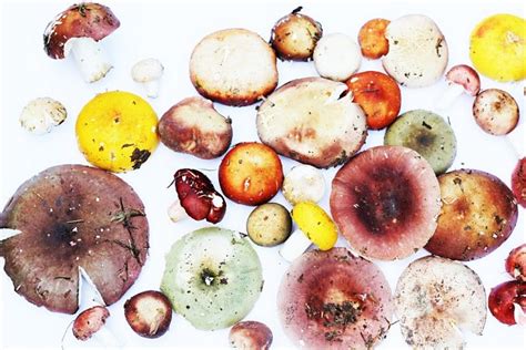 detailní záběr klobouku holubinky sivé s různými barevnými odstíny a texturou