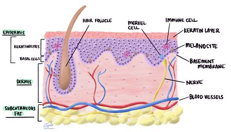 Schéma stavby ľudskej kože s vyznačenými vrstvami epidermis, dermy a hypodermis.