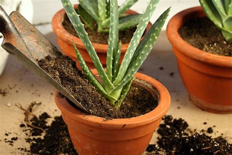 Koláž s prírodnými ingredienciami na starostlivosť o obočie: aloe vera, kokosový olej, neemový olej.