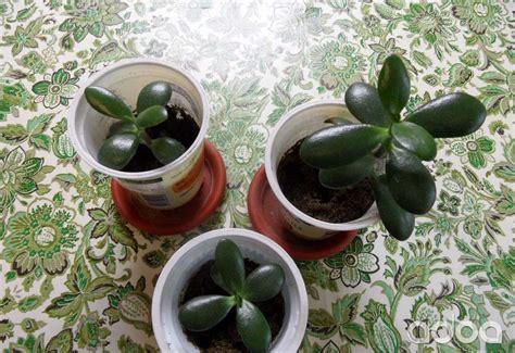 Fotografia arganového stromu v marockej krajine