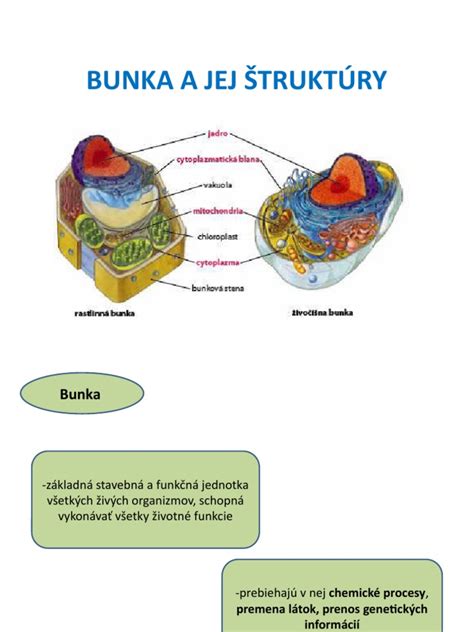 Schéma štruktúry kyseliny hyalurónovej a jej umiestnenia v tele (koža, kĺby)
