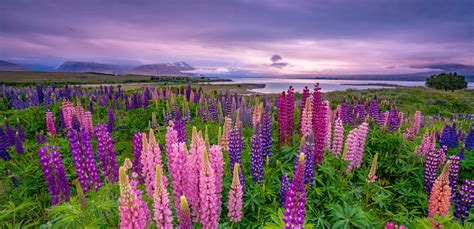 Porovnanie vzhľadu suchej a mastnej lupiny