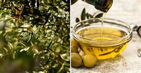 Infografika o zložení a účinkoch olivového oleja na pleť