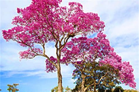 Ilustrácia stromu Lapacho s detailom kôry