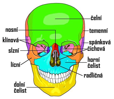 Ilustrácia tváre s vyznačenou T-zónou a rozdielnou textúrou pokožky.