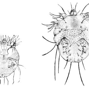 Ilustrácia roztoča Sarcoptes scabiei pod mikroskopom