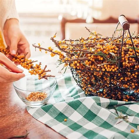 Mrazené bobule rakytníka pripravené na uskladnenie