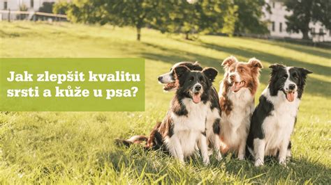 Ilustračná fotografia psa s lesklou srsťou a zdravou kožou