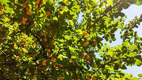 Ilustračná fotografia arganového stromu a plodov