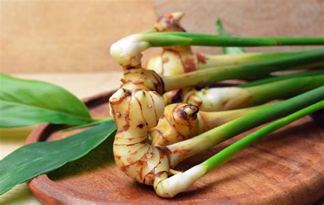 ilustrácia rastlín zázvoru a galangalu