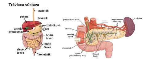 Anatomická schéma brušnej dutiny s vyznačením orgánov v pravej časti