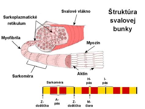 štruktúra bunky pokožky s vyznačenými kolagénovými a elastínovými vláknami